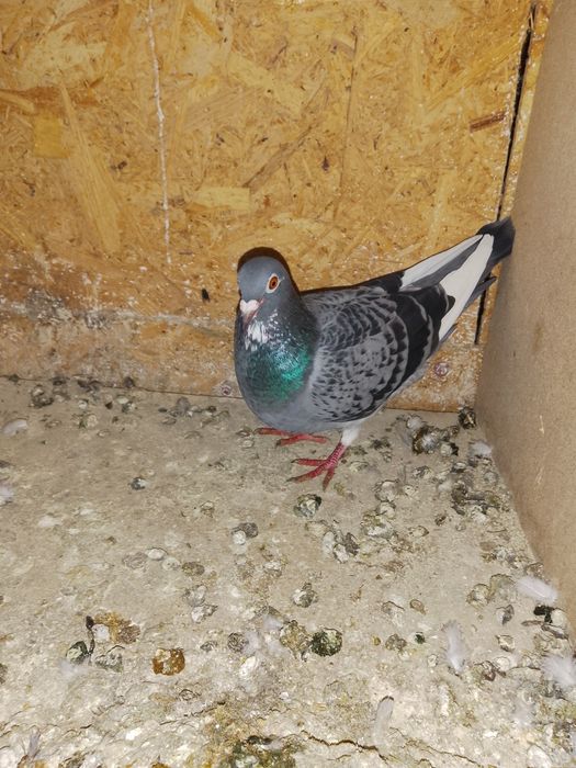 Femela porumbei 2024