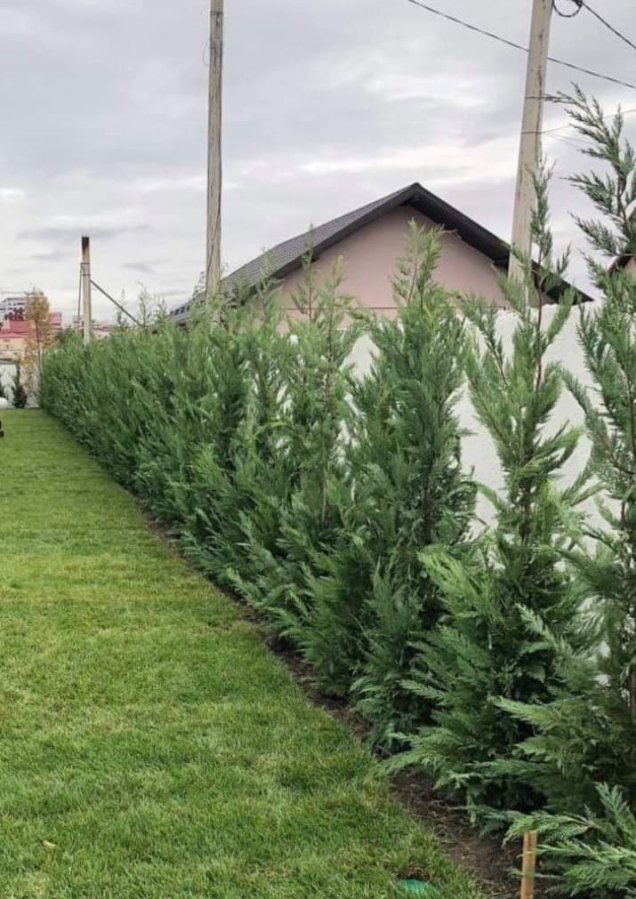 Mesteacăn tei leylandy brazi tuia smaragd