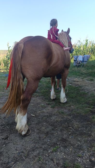 Vând mânz de 3 ani castrat cu acte