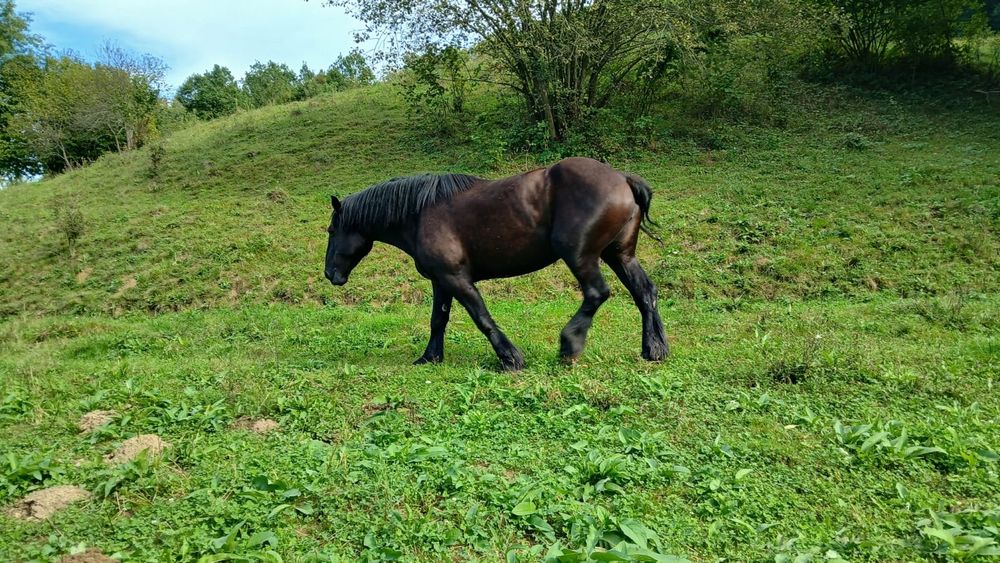 Iapă percheron, mânz armăsar