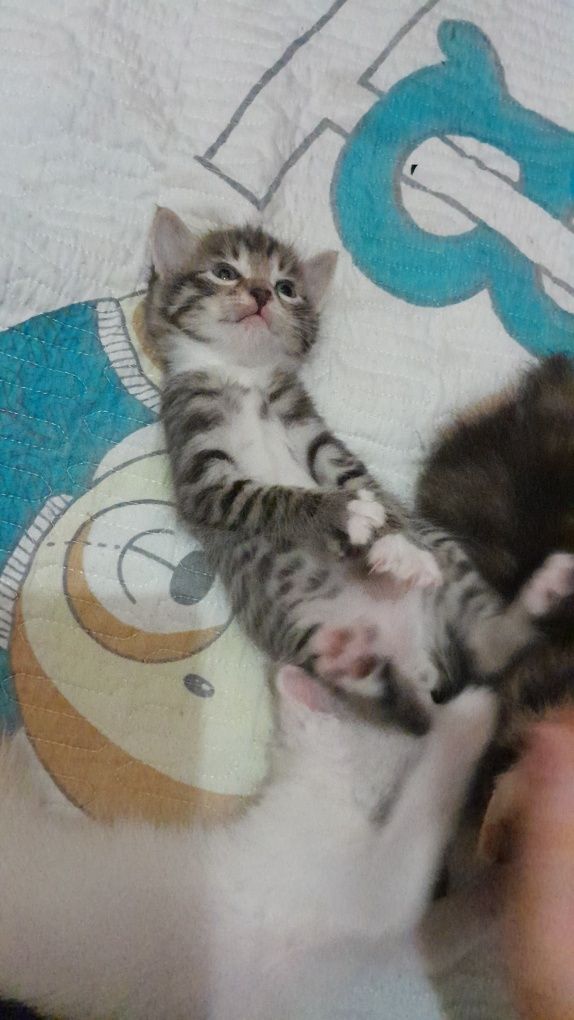 Котёнок мальчик домашний