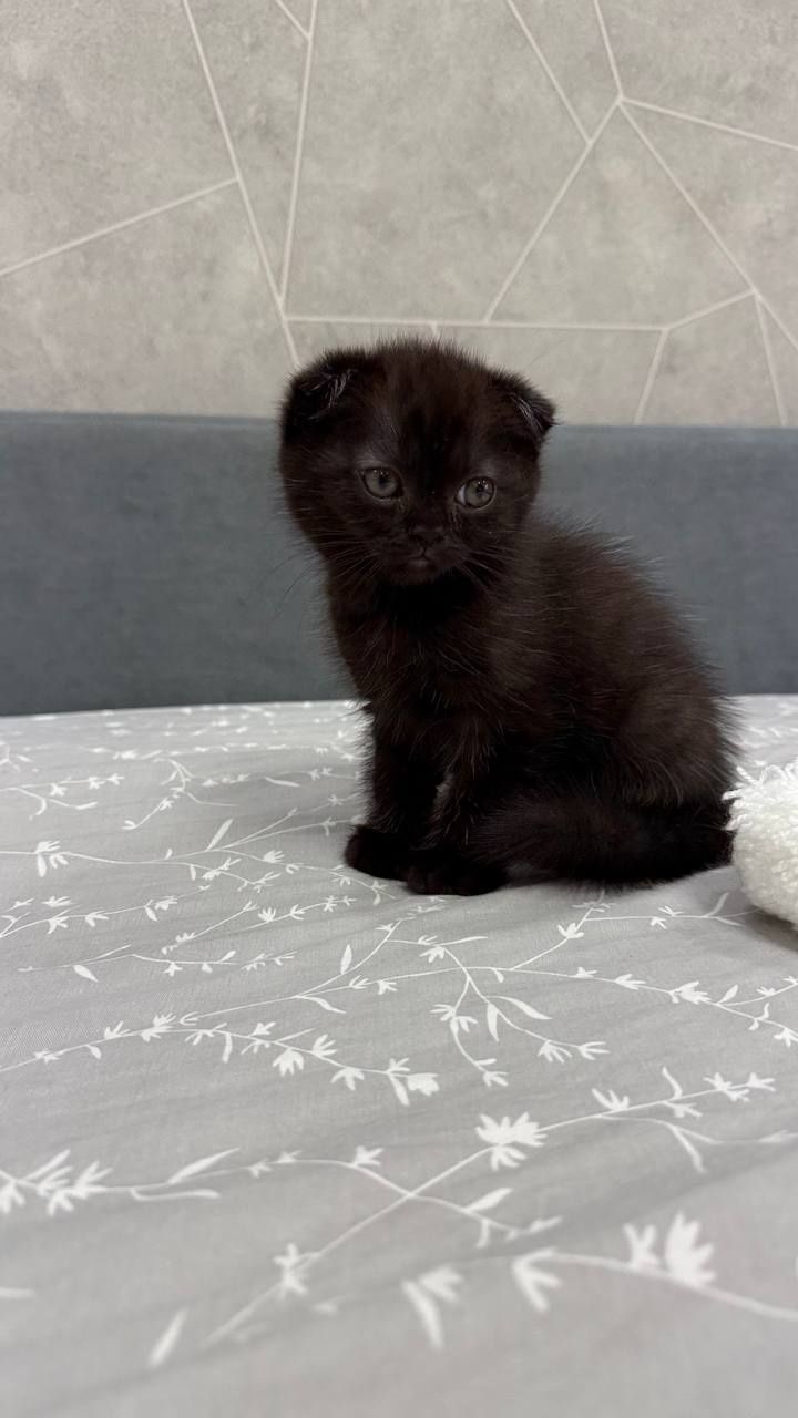 Продаются котята