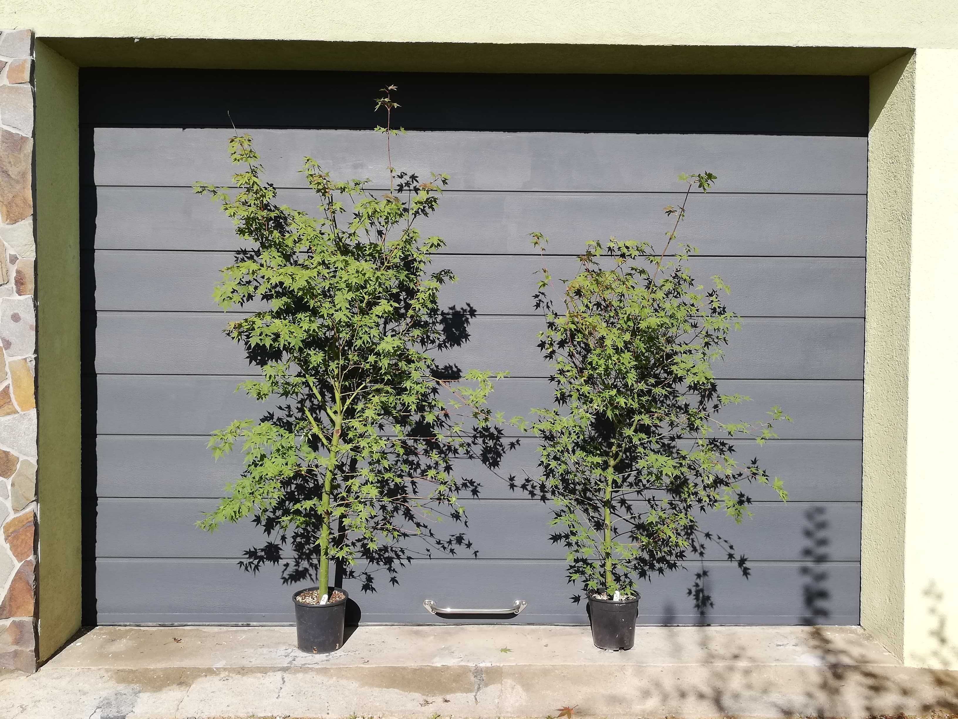 Artar Japonez (Acer Palmatum) la ghiveci, 100-150cm