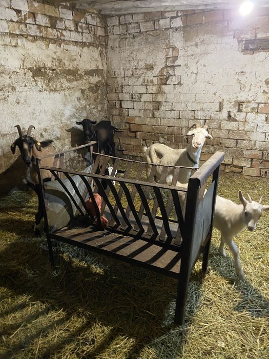 Свободни две кози две ярета и един пръч