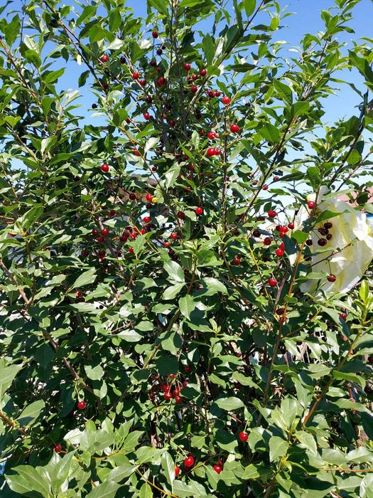 Продам дачу! Лада, р-н Новопавловки, ,ТОРГ!