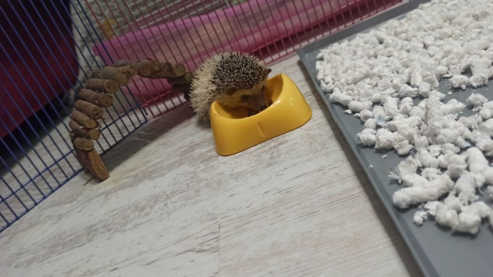 Продавам африкански таралеж на 1г.