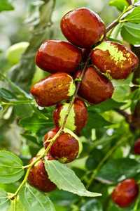 Curmal Chinezesc Jujube Fruit Tree