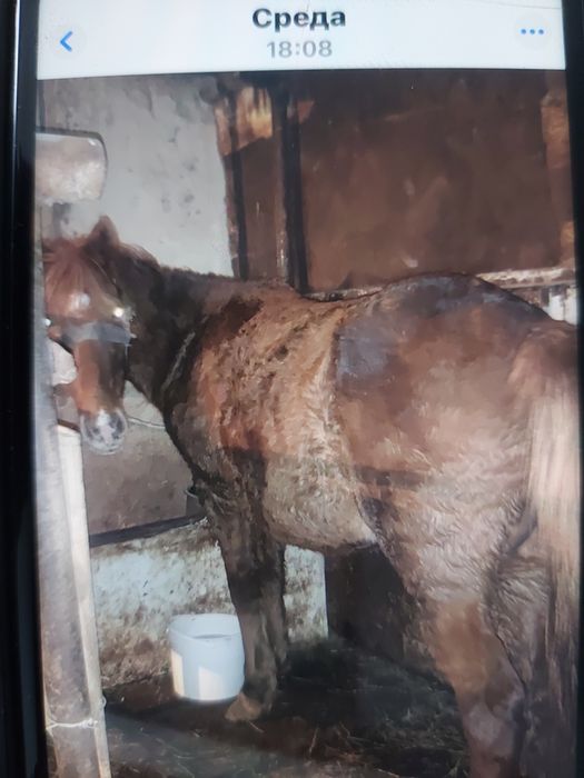 Продам Кобылу жеребую