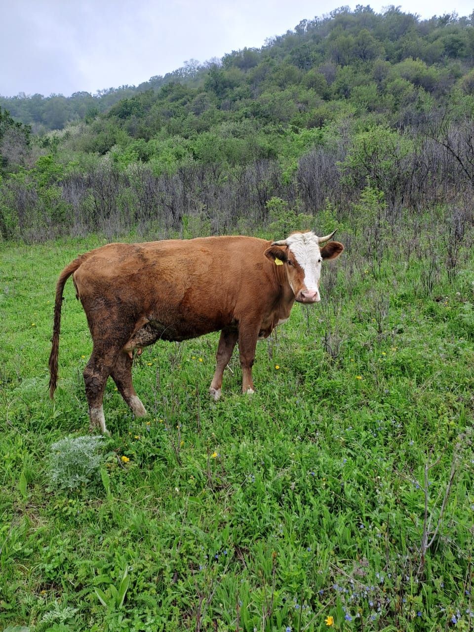 Корова первотёл покрытая + ее бычок