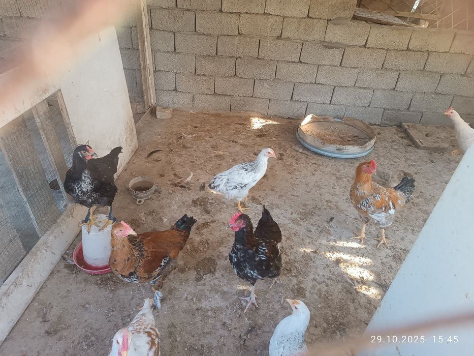 Куры несутся хорошо 14 шт.