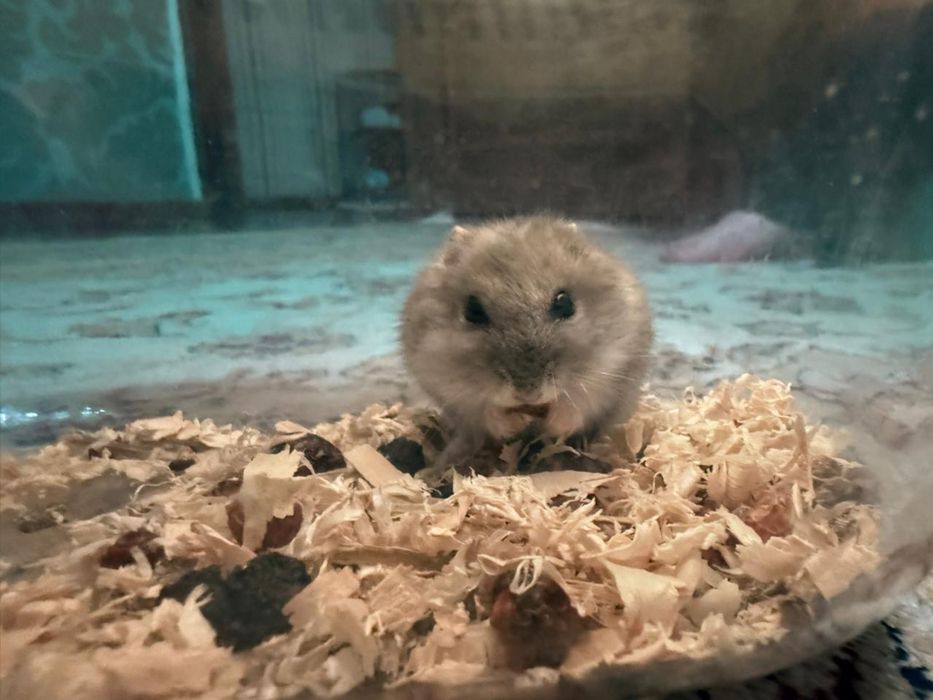 Продам хомяка вместе с клеткой кормом и т.д