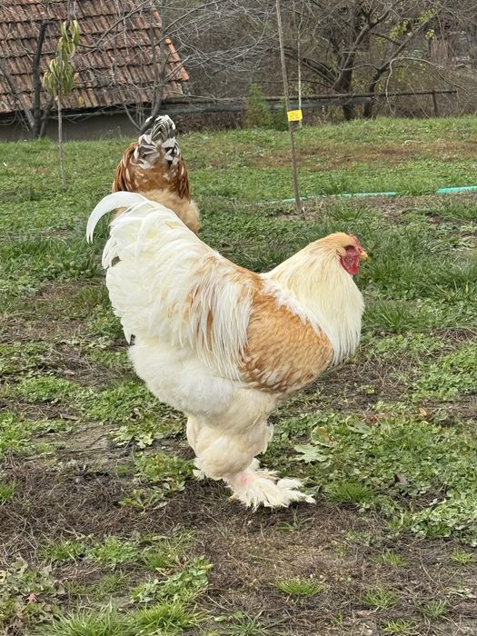 Cocoși Brahma Lemon 2025 rasă pură