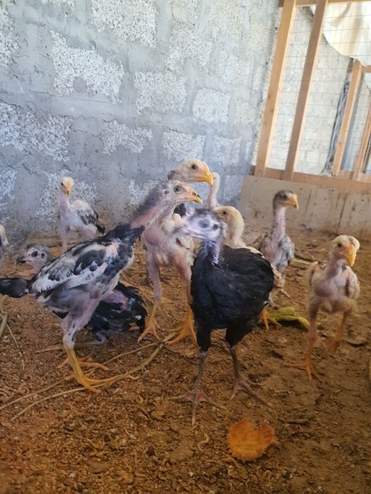 Shamo dakan jujasi 1.5 oylik