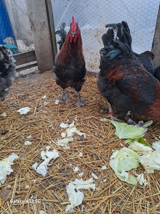 Schimb s au vand cocosi manars