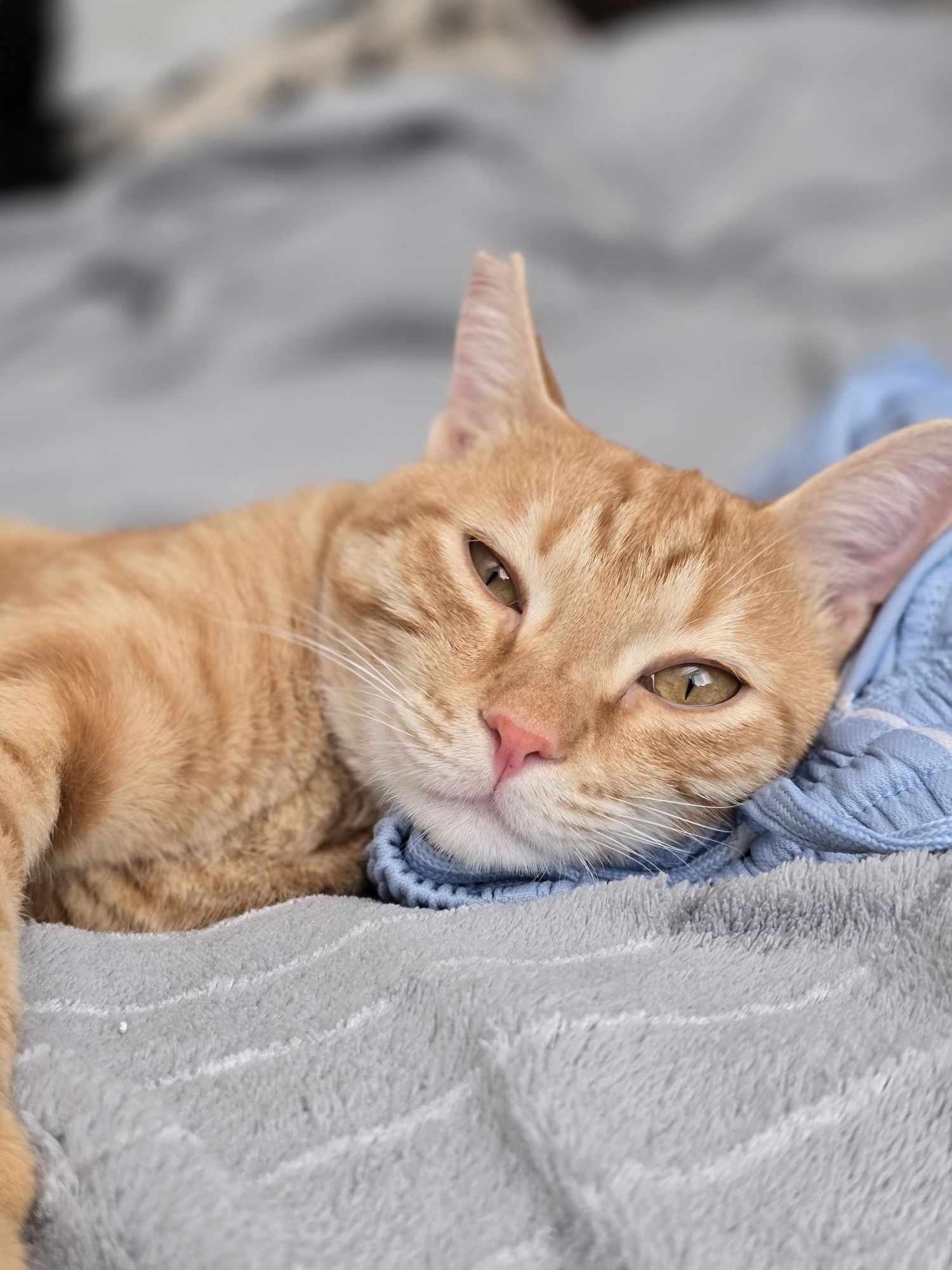 Подарявам мъжко коте