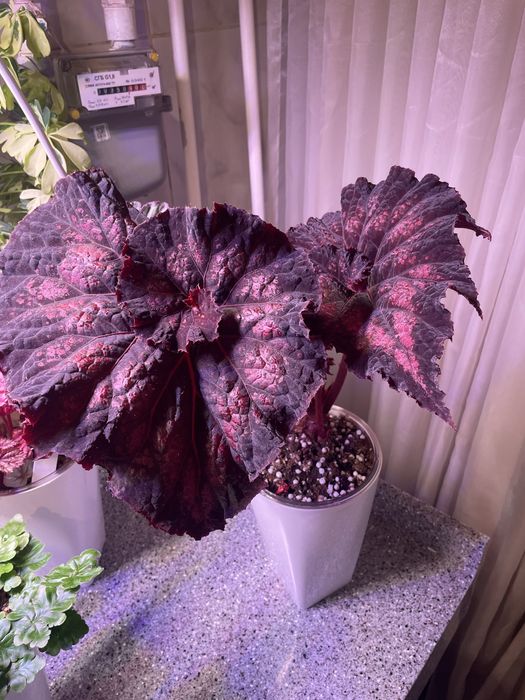 Бегония лерекс роскошь, Бегония Павонина