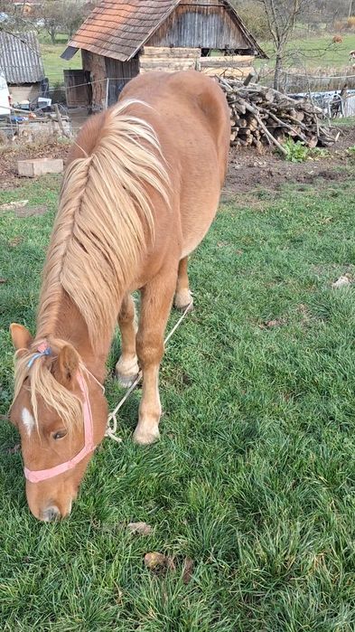 Vand mânz castrat de un an și 4 luni 7500 lei