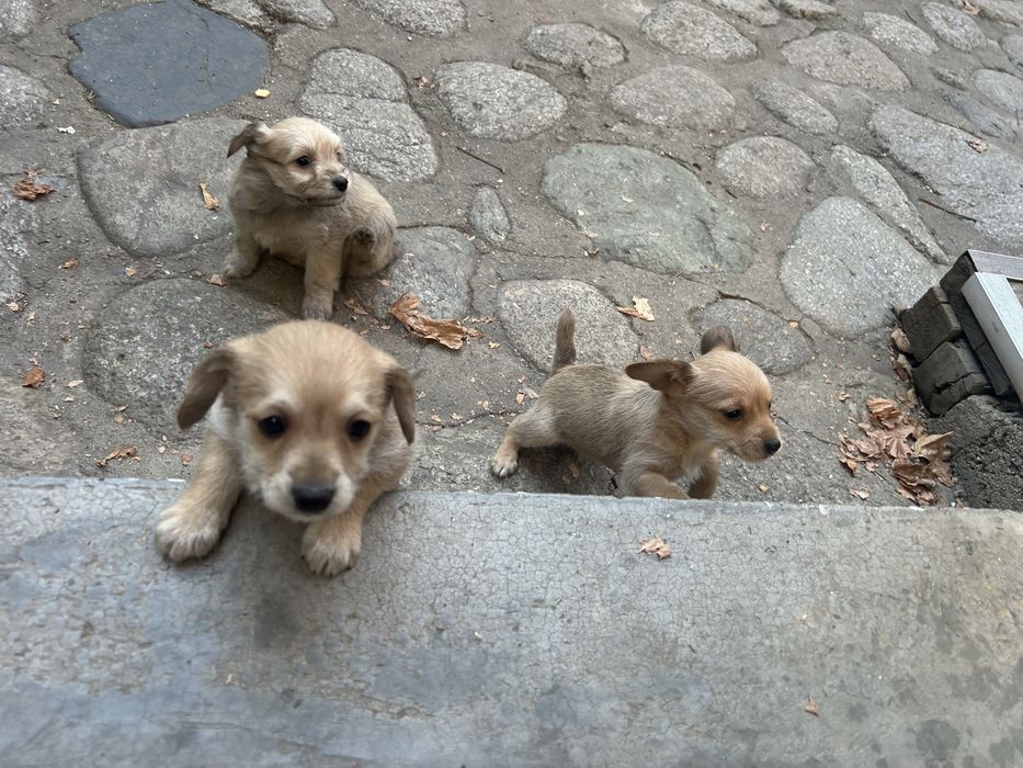 Подарявам малки кученца