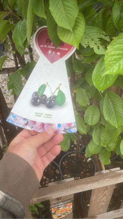 Pomi fructiferi la ghiveci !anul 3-6