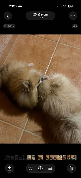 Померан/мъжко и женско