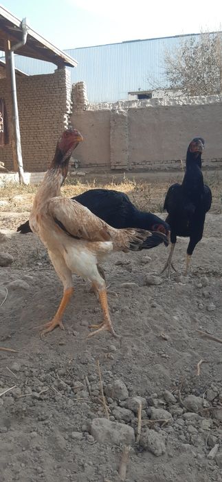 Dakan tovuqlari.Zoti aniq