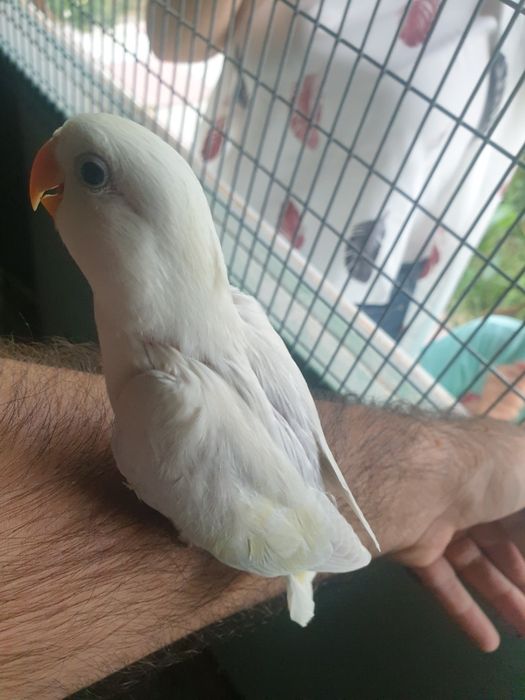 papagali calugar/nimfa/amorezi/agapornis