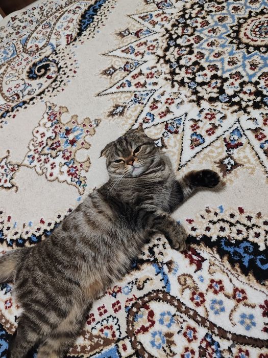 Ищем кота для вязки