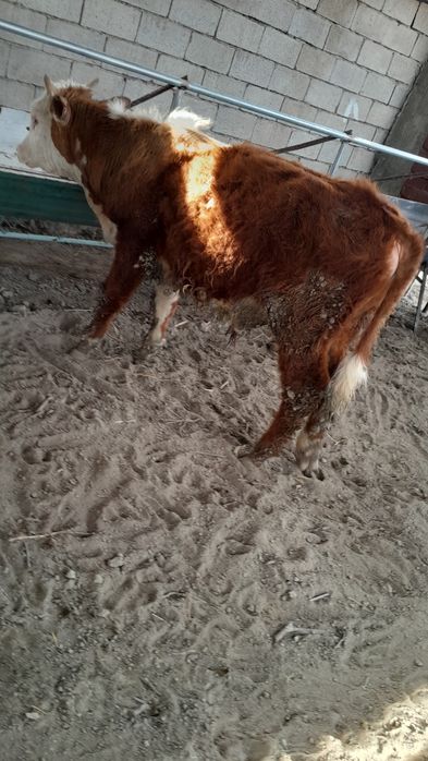 Grenfort buqacha sotiladi