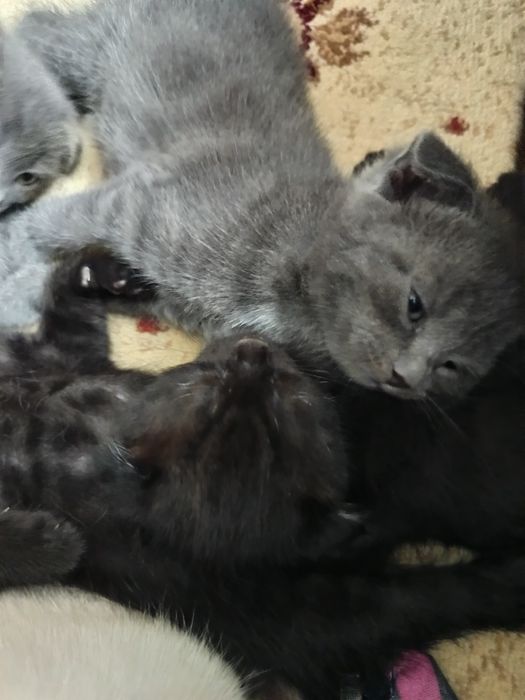 Породистые котята от правильной вязки,цена договорная