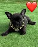 Femela buldog francez