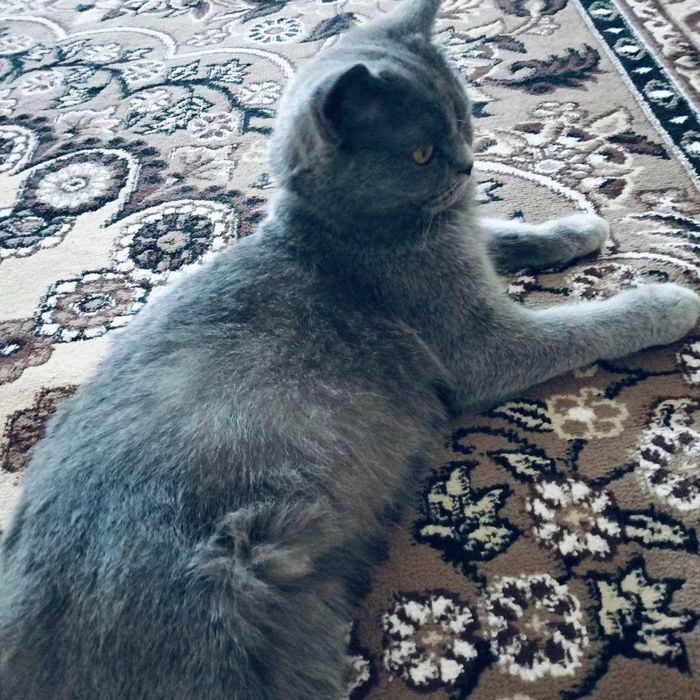 Britanskiy mushukcha