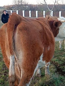 Vând vaca de abator