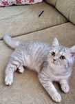British shorthair