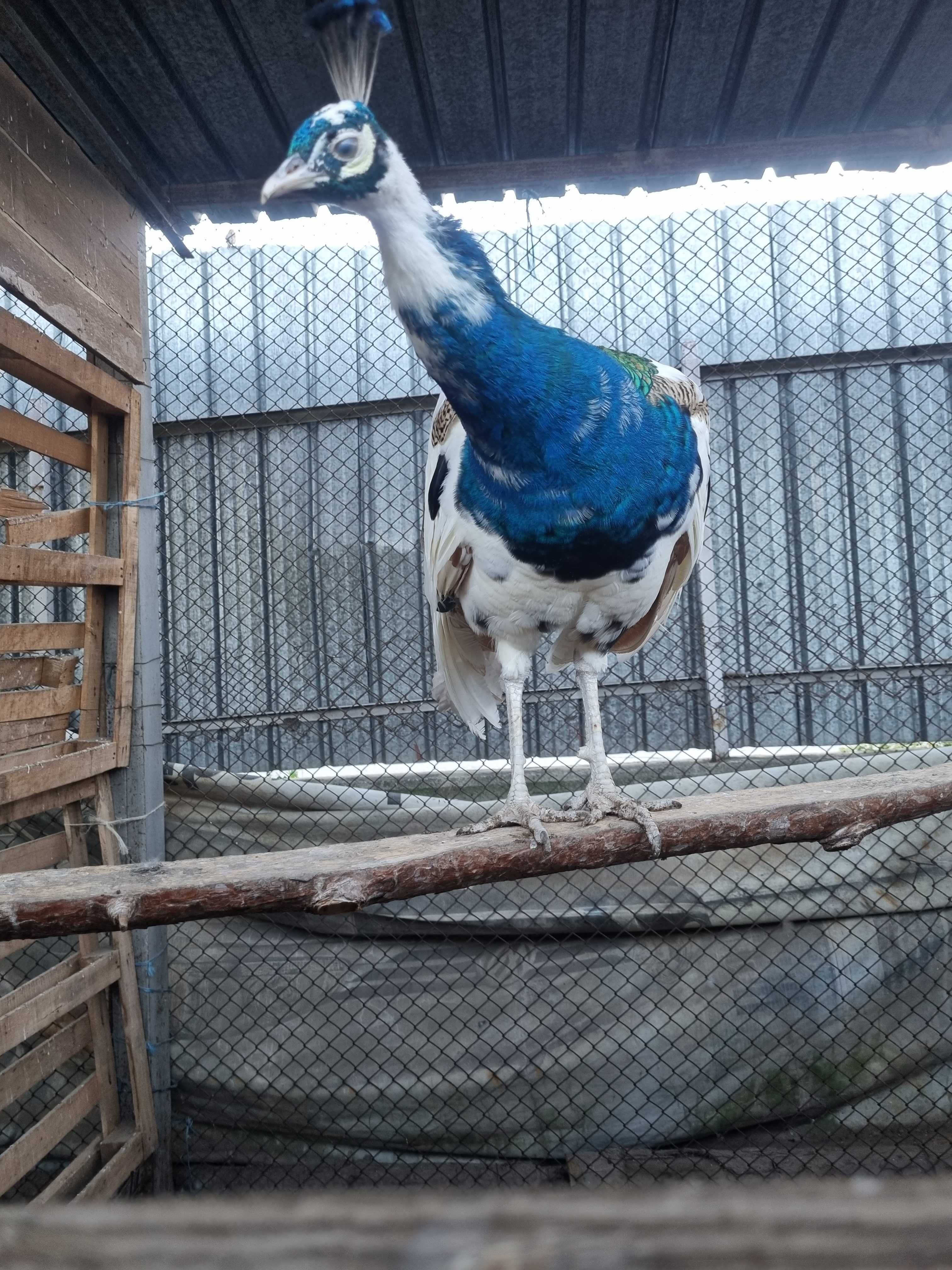 Продавам 2 чифта пауни