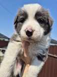 Pui Border Collie
