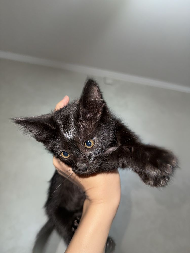 Отдам срочно котёнка (2 месяца)