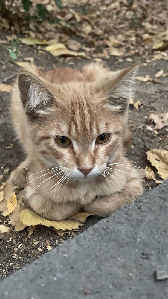 Котёнок бесплатно