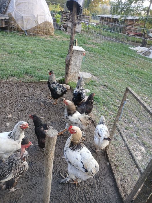 Cocoși de casă de vânzare