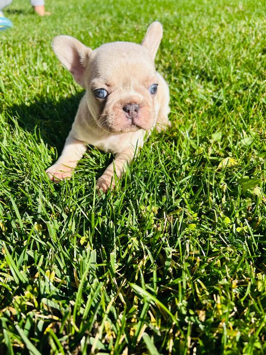 Френски булдог 2025