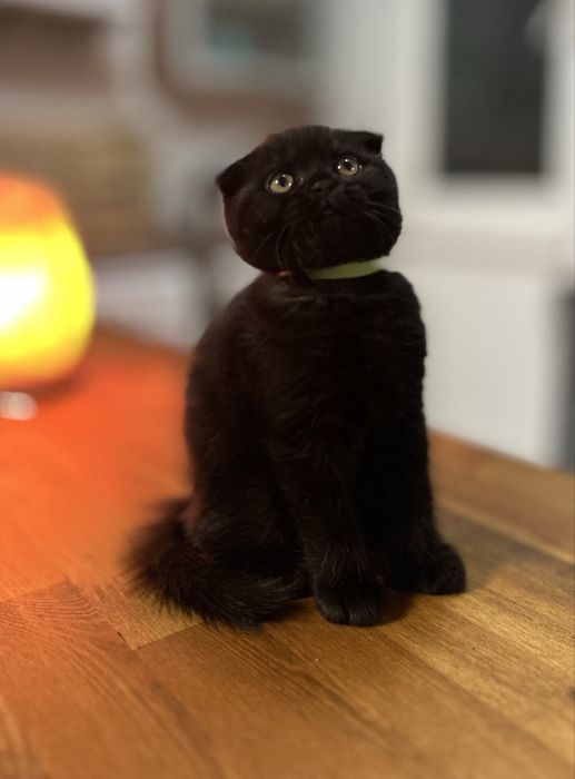 Британски котета