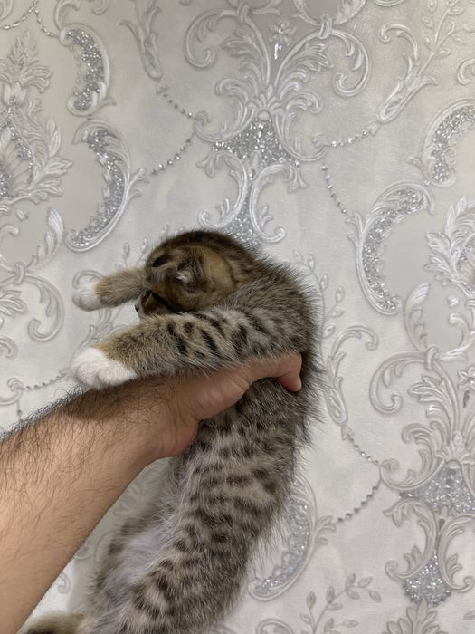 Скотиш фолд. скотиш фолд