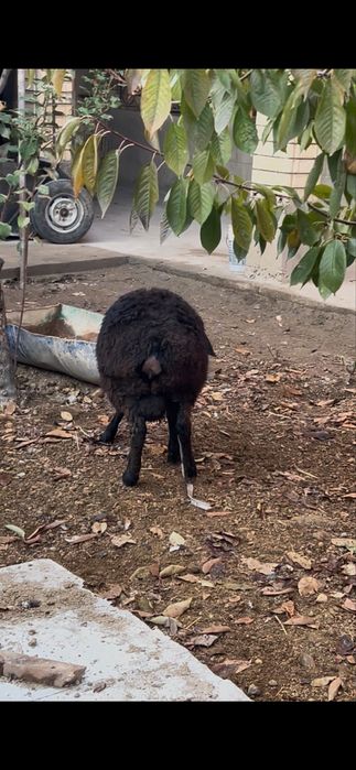 Qo'chqorlar sotiladi 7 oylik