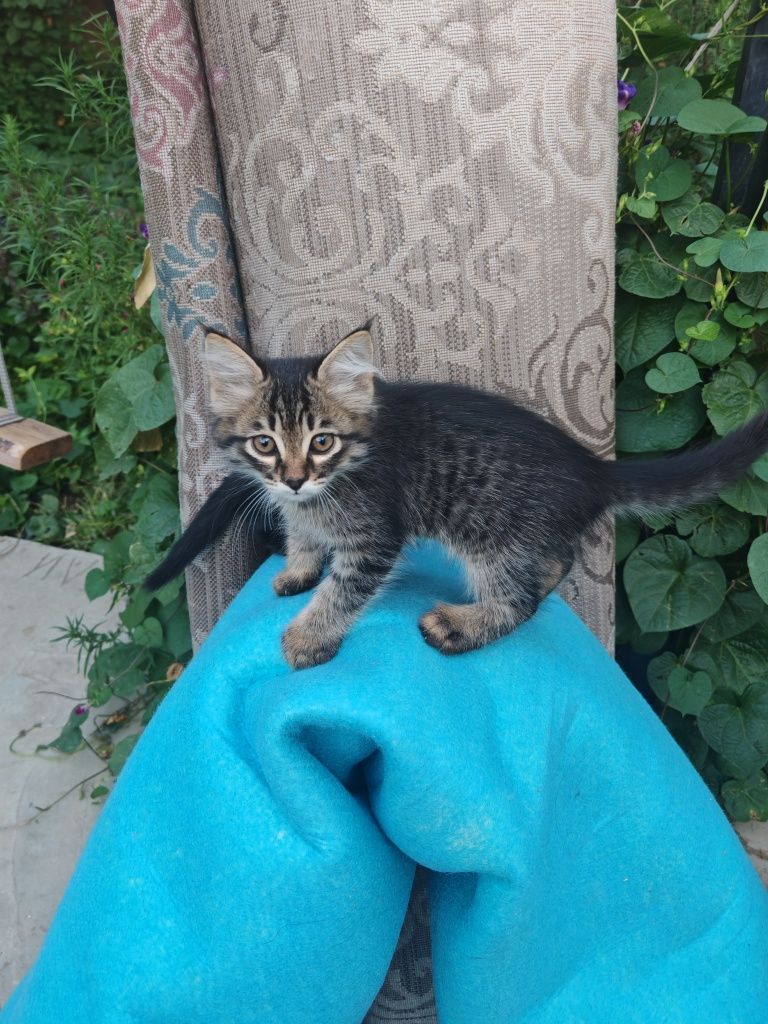 Котята, отдам даром