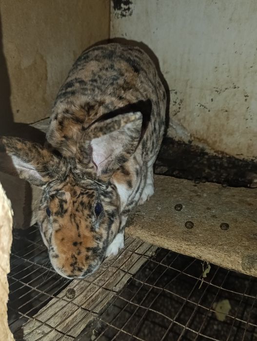 Rex gepard quyon samets