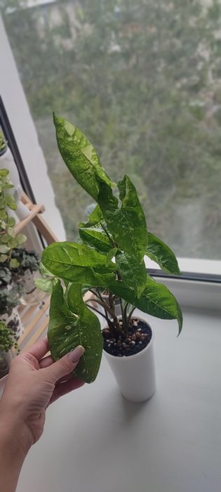 Комнатные растения