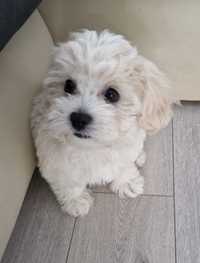 Bichon maltez mini toy