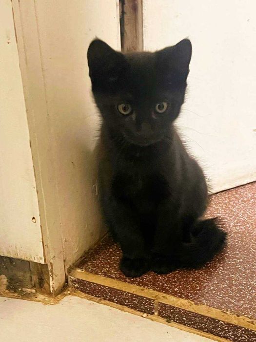 2 черни котенца  с рошева опашка