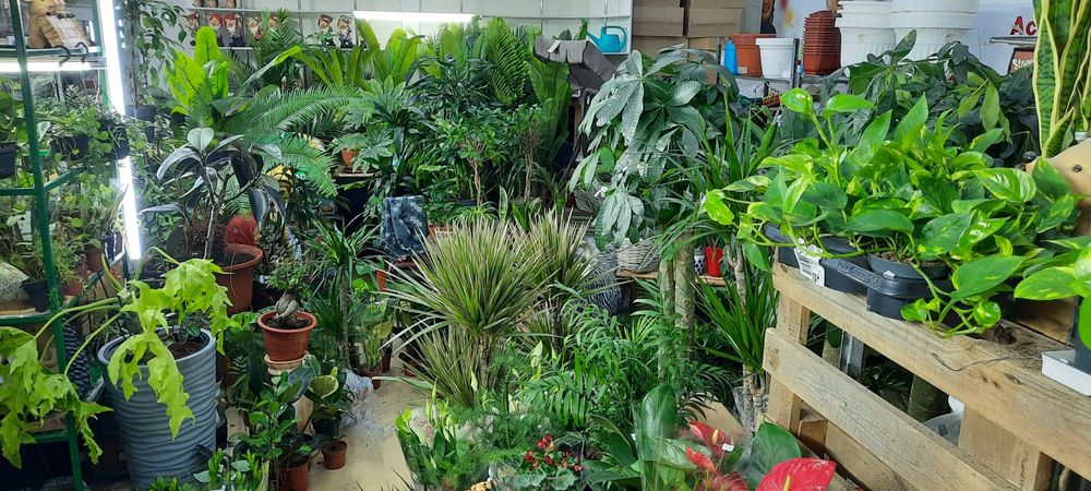 Комнатные растения