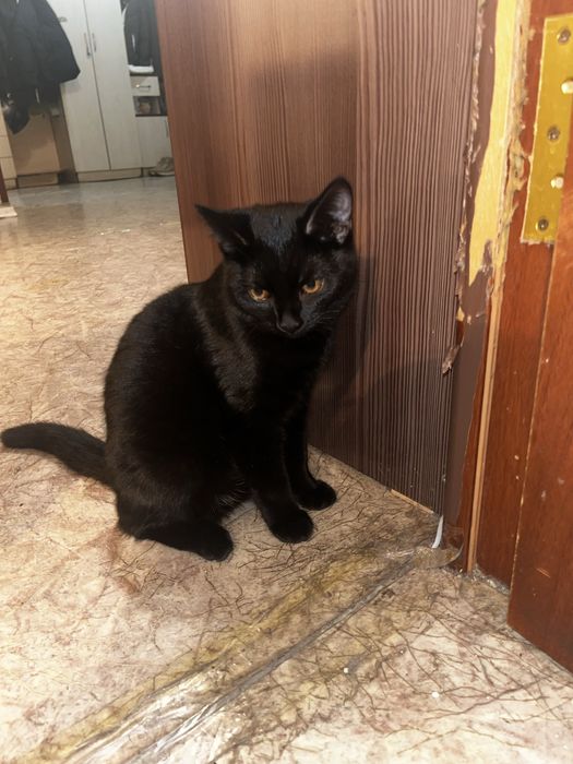 Отдам черную кошку в хорошие руки кошка молоденькая не рожавшая