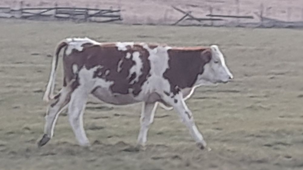 Balțată Românească 4500bucata